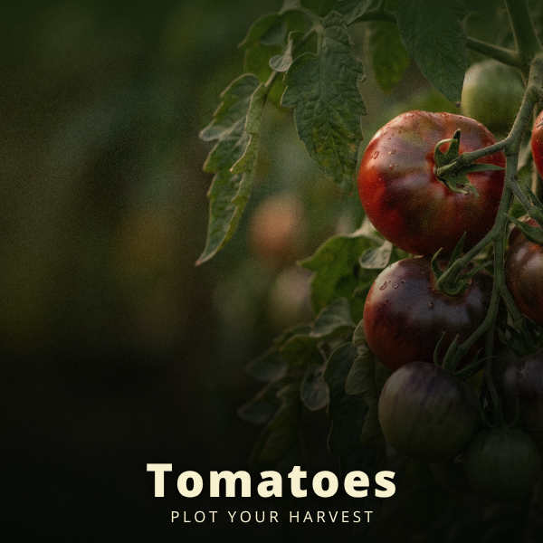Tomatoes