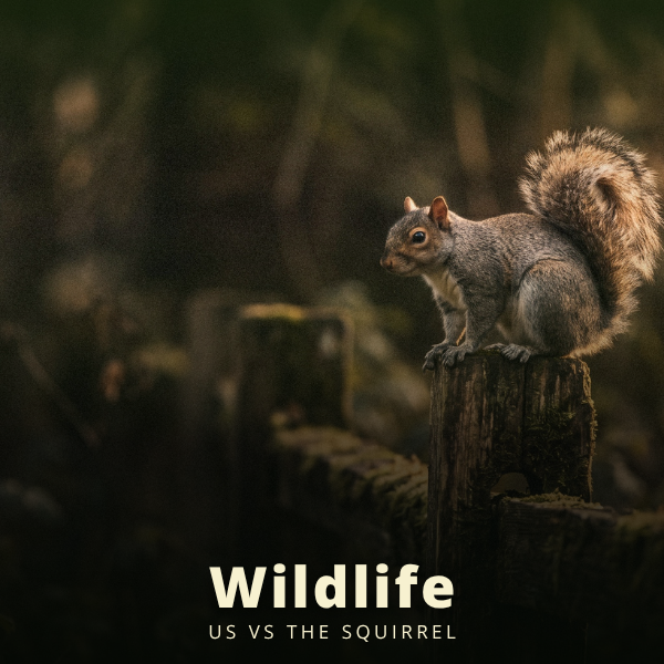 Wildlife